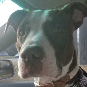 Meet your Posher, Layla